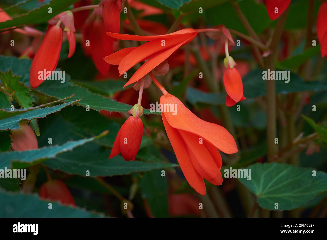 Begonia Boliviensis ` Santa Cruz'. Nachfolgende Blumen Stockfoto